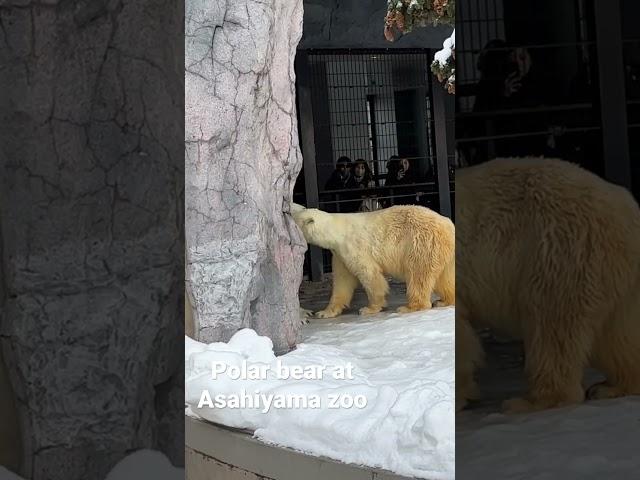 北海道旭山動物園北極熊 Polar Bear at Asahiyama Zoo #走吧肥象日常