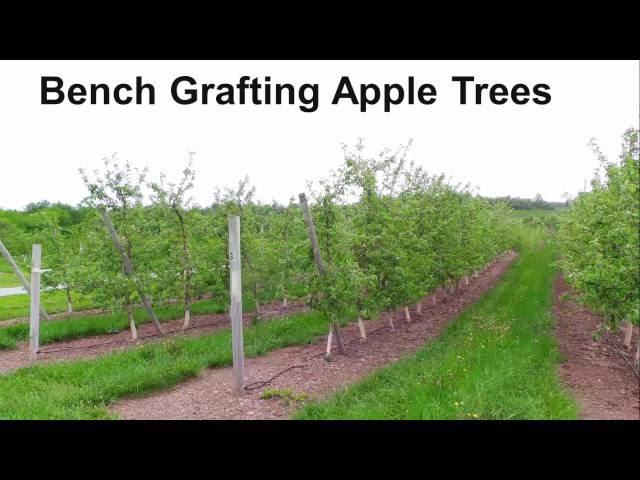 Bench Grafting Apple Trees