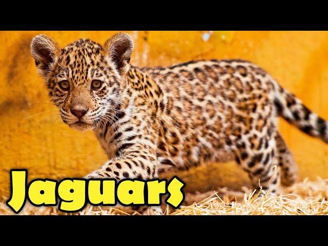 Incredible Facts About Jaguars - Jaguar Facts for Kids!