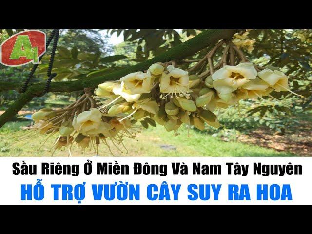 Sầu Riêng Ở  Miền Đông Và Nam Tây Nguyên | Hỗ Trợ Vườn Cây Suy Ra Hoa