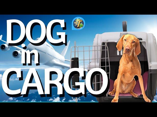 Flying With A Dog In Cargo: Essential Tips for Safe Cargo Travel