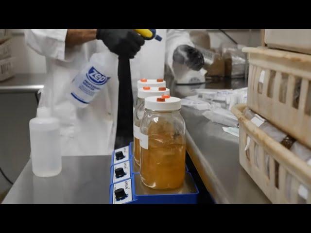 Mushroom Liquid Culture Syringes | Southwest Mushrooms