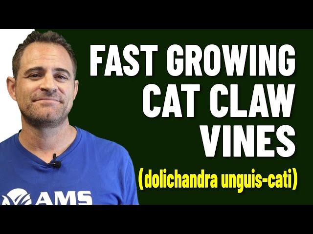 Cat Claw Vines Are Fast Growing in Phoenix