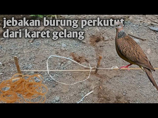 cara membuat jebakan burung perkutut yang mudah