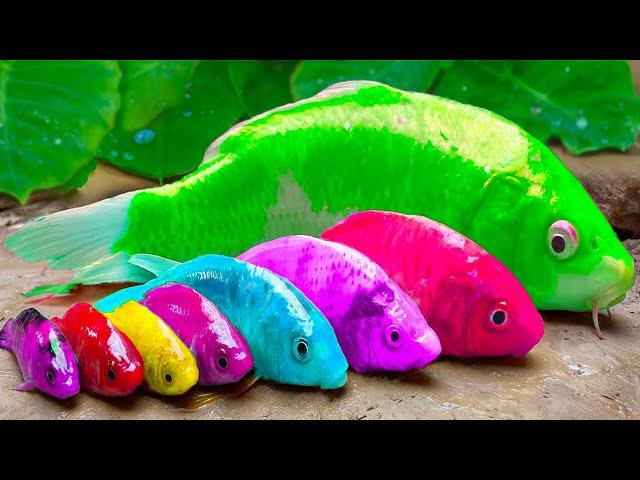 Catch big fish, giant frogs, rainbow eels - Stop Motion Ideas ASMR Cooking Primitive 4K