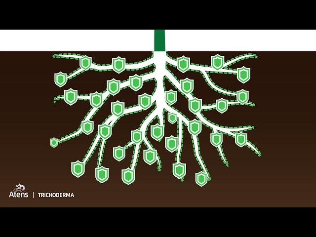 ¿Como funcionan las Trichodermas? - Atens te lo explica