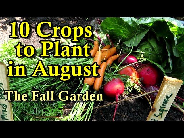 10 Crops to Direct Seed in August/July for a Fall Garden: Root Crops & Brassicas: Part 1 of 2