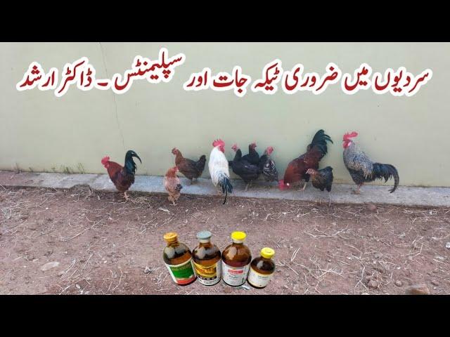 Important Winter Injections and Supplements for Poultry Birds | Dr. ARSHAD