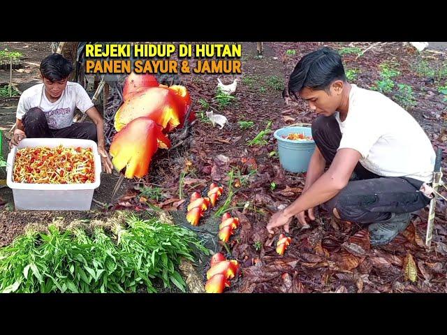 Panen jamur 1box & kangkung untuk dijual, Tanam ubi, kehidupan dihutan berkebun & beternak CHR-65