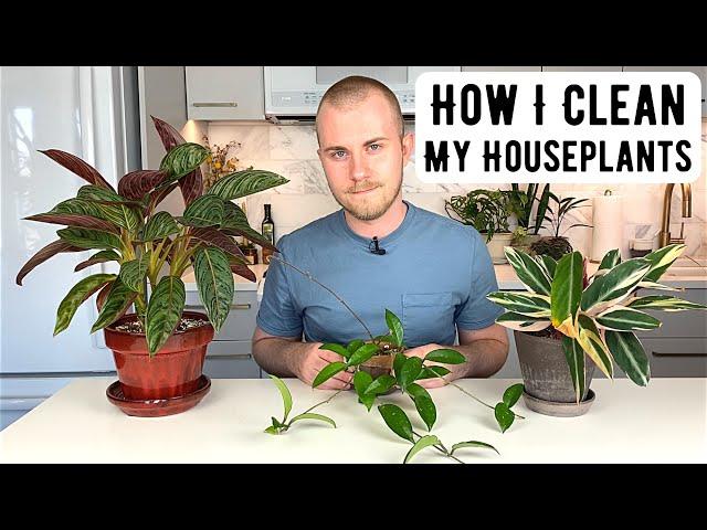 How I Clean My Houseplants & Deal With Plant Pests