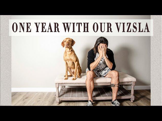 Don't Get A Vizsla