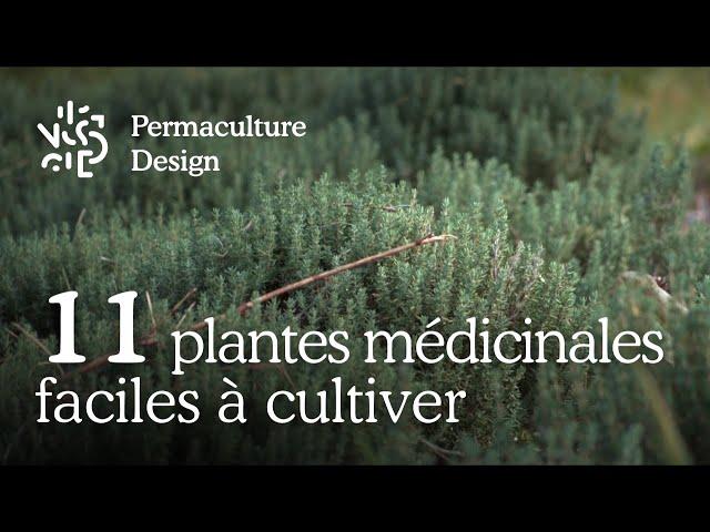 Liste de 11 plantes médicinales faciles à cultiver dans son jardin en permaculture.