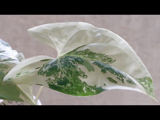 Сингониумы 6 сортов купить. Питомник цветов Зеленые Ворота