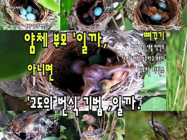 [와일드포커스] '얌체 부모'일까, 아니면 '고도의 번식 기법'일까.뻐꾸기 탁란 by 뻐꾸기 by 쥴리