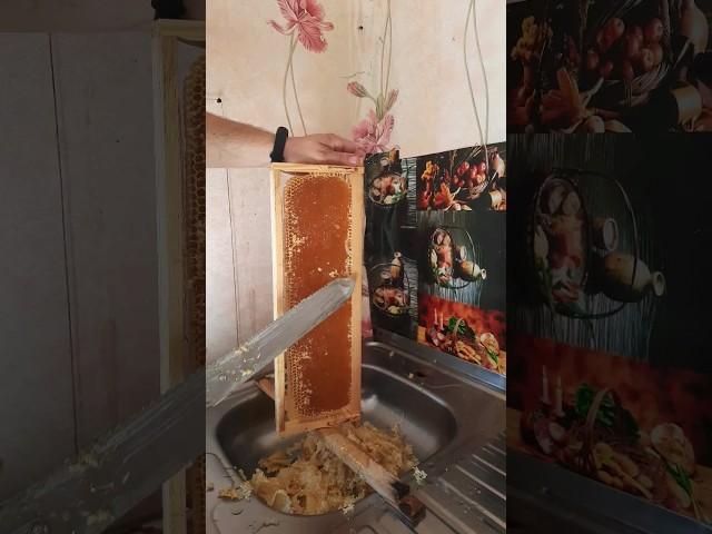 качаем весенний мёд .сезон 2024 открыт. #bee #beekeeper #пчеловодство #beekeeping #пчёлы #мёд #honey