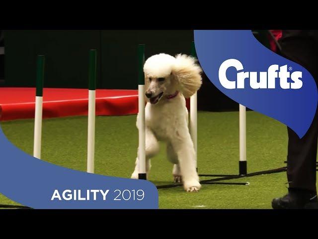 Agile Poodle Nails The Agility Run | Crufts 2019