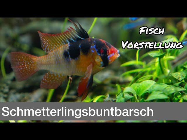 Schmetterlingsbuntbarsch - Mikrogeophagus ramirezi | Liquid Nature Fisch Vorstellung