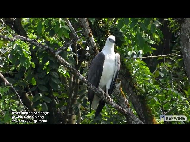 White-bellied Sea Eagle @ Chiu S C 7404