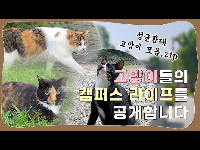 ️성균관대학교 고양이들의 캠퍼스 라이프 공개!  [SKKU CATS]