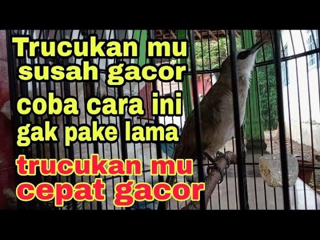 cara nyeting trucukan yang susah gacor