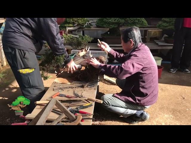 During apprenticeship of Andrei Bessonov/Making bonsai by Master Kimura  Part3 5