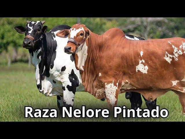 Raza Bovina Nelore pintado: La Obra Maestra Viviente en la Ganadería de Brasil.