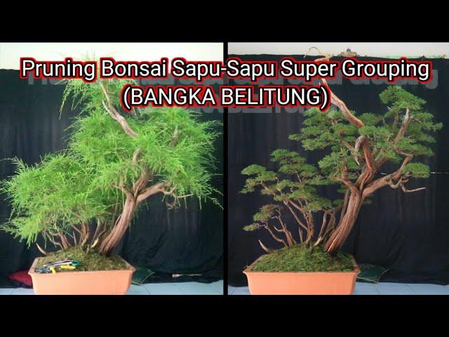 part 2 pruning bahan bonsai sapu-sapu grouping super (BANGKA BELITUNG)