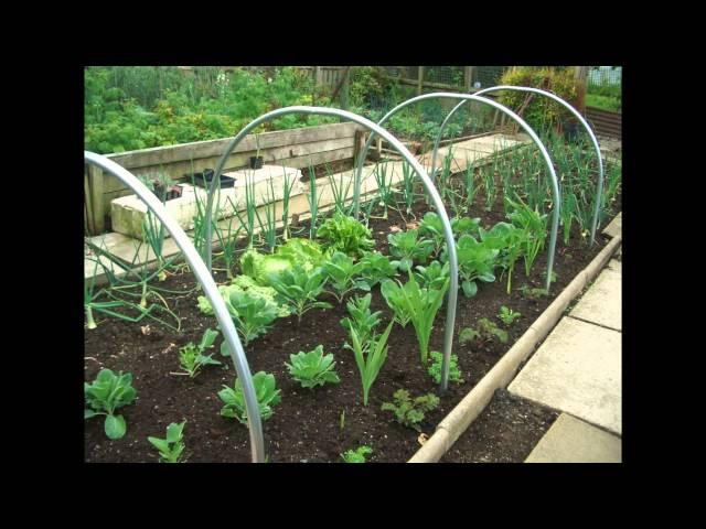 The Best Garden Cloche 2016