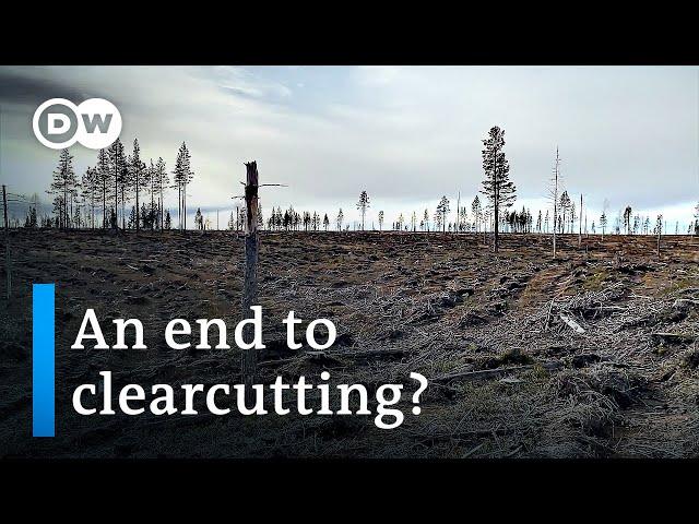 How activists are greening Sweden's logging industry | Focus on Europe