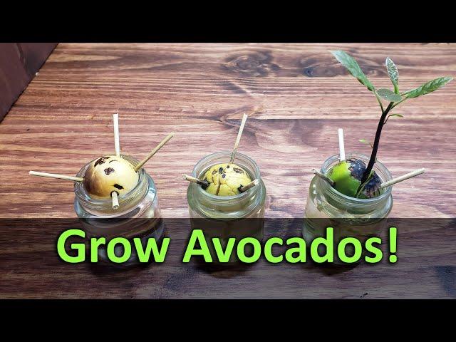 How To Grow An Avocado Plant From Seed