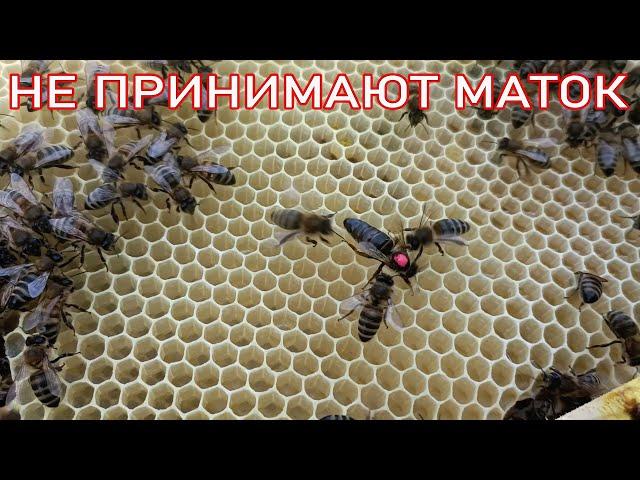 ПРИЁМ МАТОК? СВАЛЬНЫЙ РОЙ!