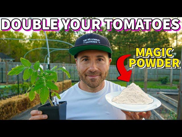 This Magic White Powder Will DOUBLE Your Tomato Harvest!