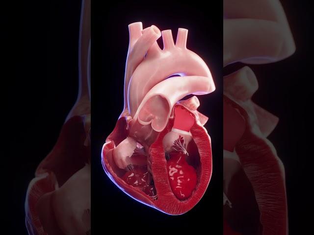 3d animated blood flow of the heart  #anatomy #meded #3dmodel