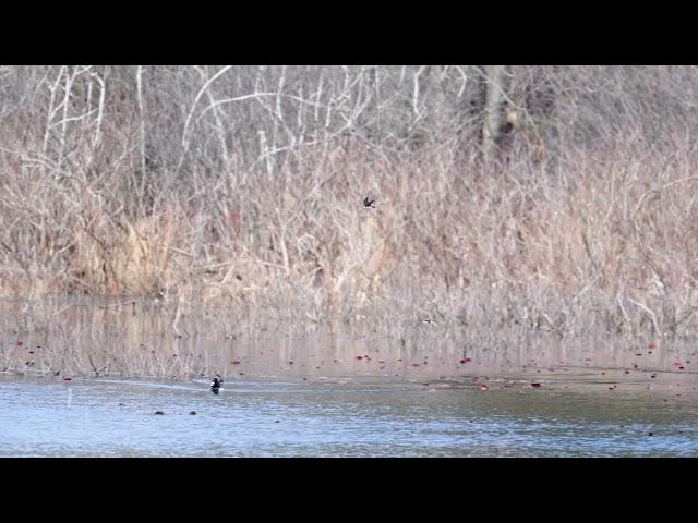 Topsfield Fairgrounds and Ipswich River Wildlife Sanctuary - 3/24/2024