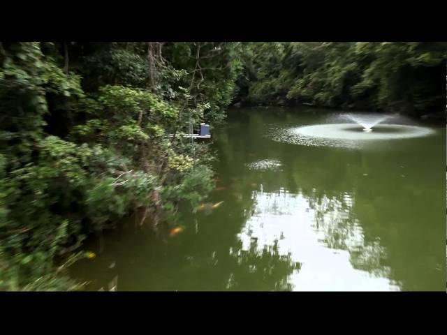 Natural Mudpond at Dainichi Toyota Koi Farm, Aichi Prefecture