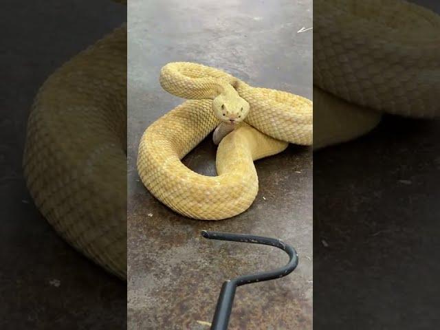 Venomous Snakes 101 