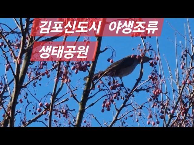 눈을 즐거워하는 야생조류,  김포한강 조류생태공원 (Gimpo bird ecology park near Seoul,  Korea)