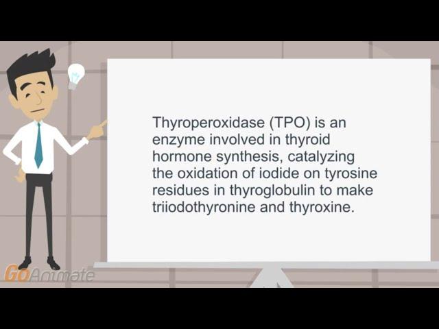 TPO and the production of thyroid hormone