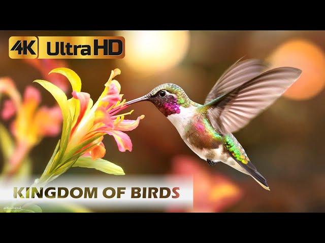 Amazing Kingdom of Birds in the Amazon Forest | Relaxing Music | 4K Quality Relaxation Film