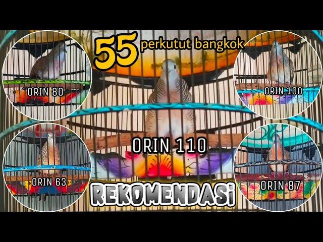 PERDANA55 SUARA PERKUTUT BANGKOK PIYIKAN RING ORIN BIRD FARM