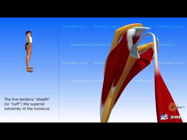 The rotator cuff: description of the muscles