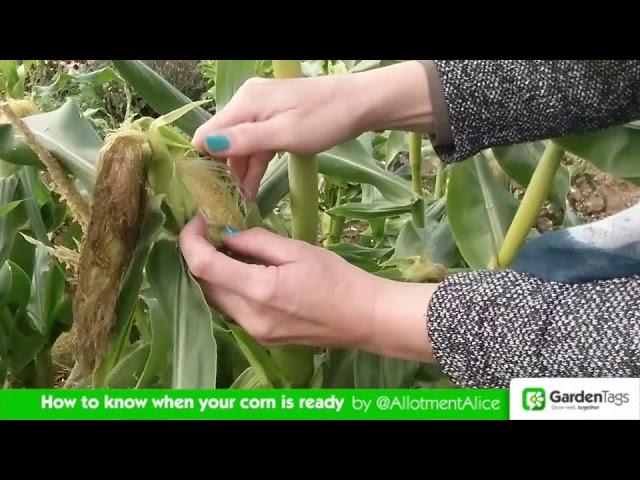 How to Know When Your Corn is Ready to Harvest