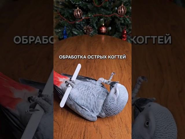 Как подпилить когти попугаю. #parrot #попугай #жако #маникюр #дрессировка #домашниеживотные #птицы