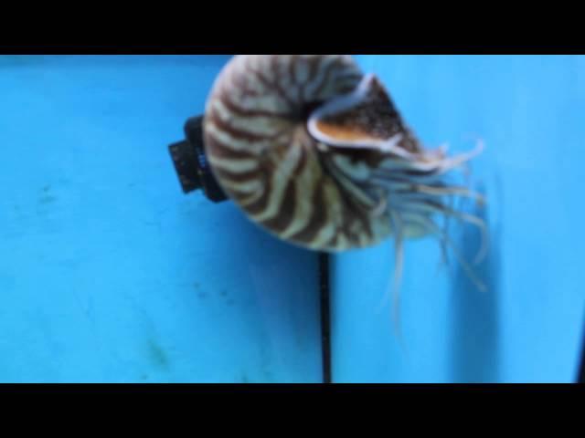 Nautilus Pompilius