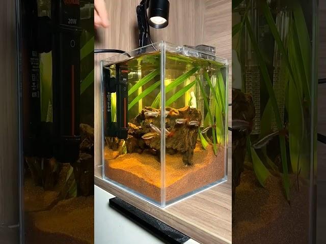 Amazing Oxygen Filter for small Aquarium #trending #aquarium #fishaquarium #fishtanksetup #fish #diy