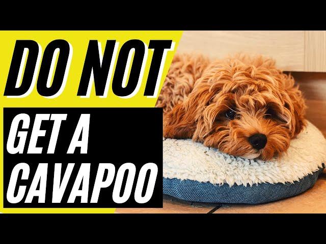 7 Reasons You SHOULD NOT Get a Cavapoo