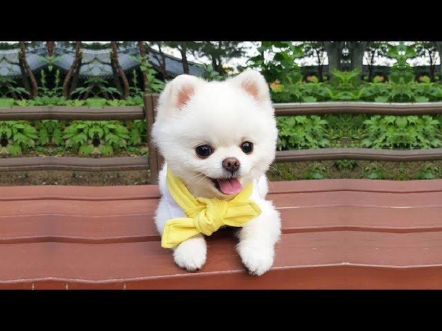 Baby Pets  Funny and Cute Dogs Videos Compilation #11