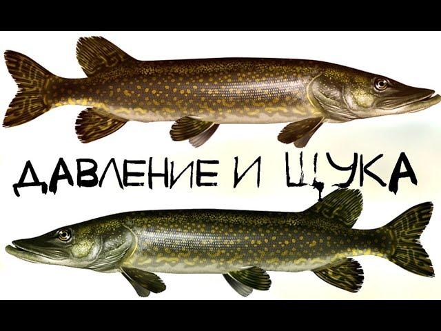 Как атмосферное давление влияет на клёв щуки?! При каком давлении щука лучше клюет?