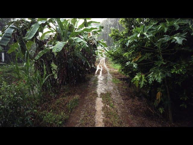 12 Hours of Our Rain Walks Compilation Live in 4K | Relaxing ASMR Nature Sounds | White noise