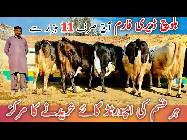 Baloch Dairy Farm | imported cows And HF Cows | Jani Best | 17 August 2024